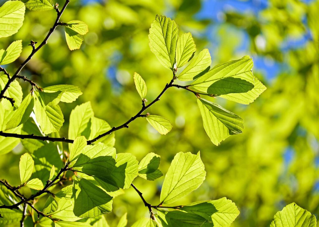 oak, tree, deciduous tree, leaves, parrotia persica, bright, green, light green leaves, structure, spring, nature, summer, branches, tree, tree, tree, tree, tree, leaves, leaves, leaves, green, green, spring, spring, spring, spring