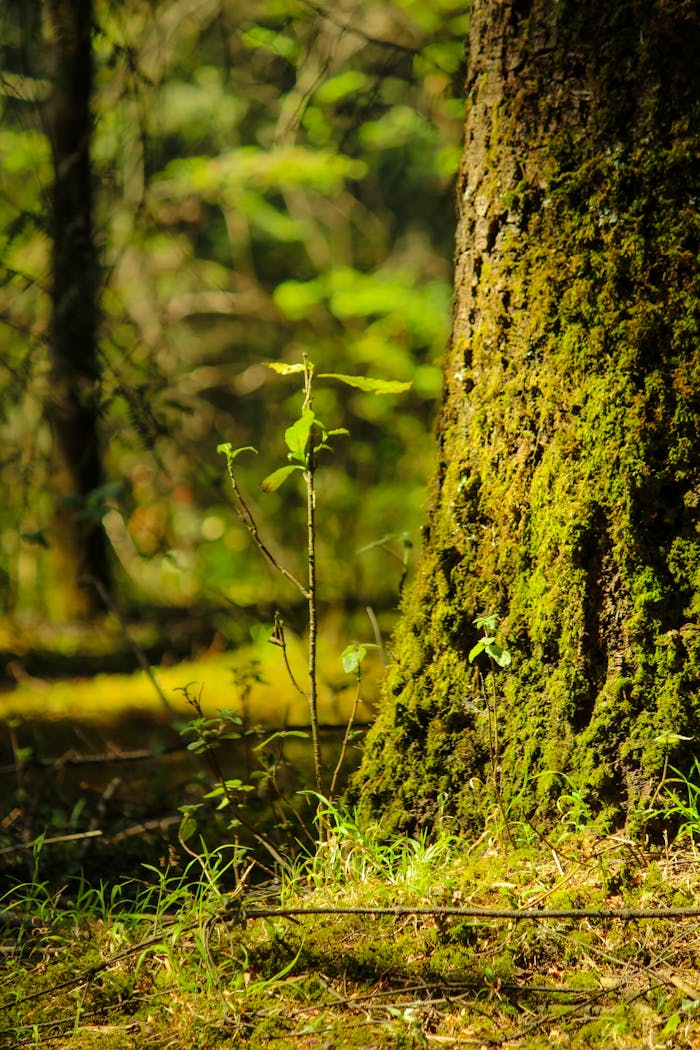 A tranquil forest view showcasing a moss-covered tree trunk and greenery in natural light.